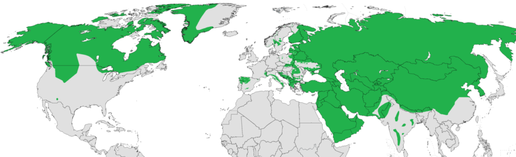 mapa świata występowanie wilka szary