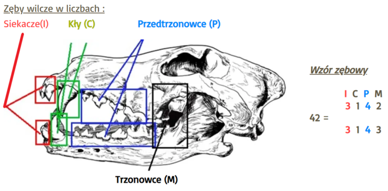 czaszka wilka zęby wilka