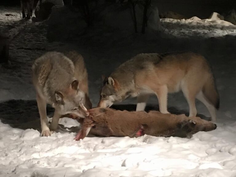 jak polują wilki jedza jelenia