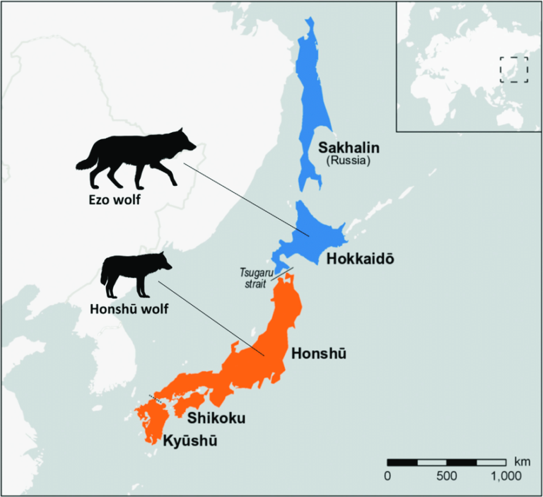 wilki w japonii mapa siedlisk